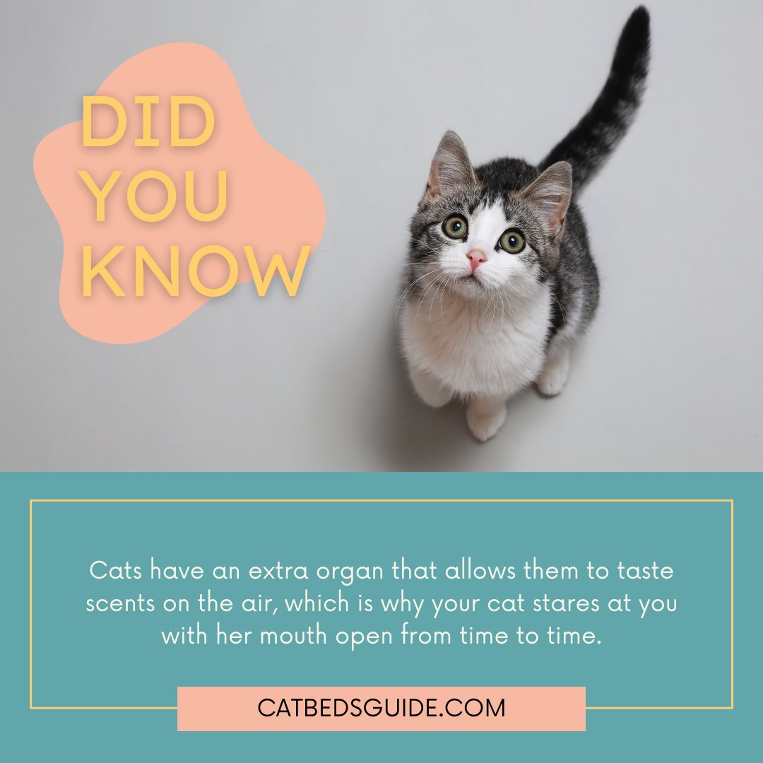 rifatchy712's tweet photo. Cats have an extra organ that allows them to taste scents in the air, which is why your cat stares at you with her mouth open from time to time.
#cat #catus #catlovers #catkids https://t.co/HrvN6aDIys