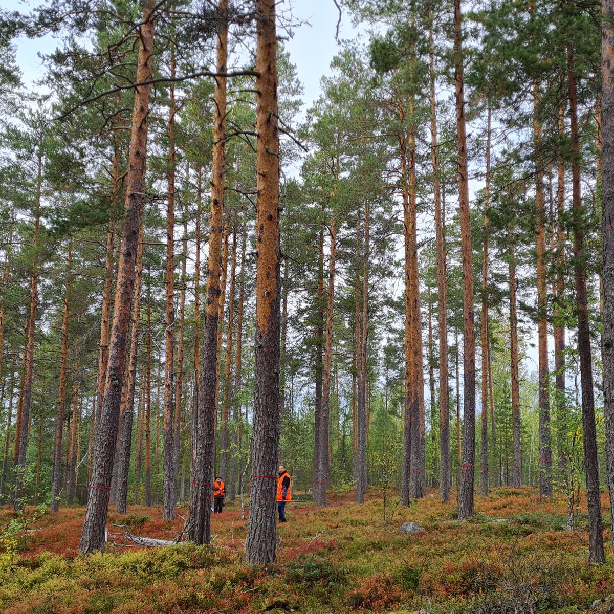 Egbert_Beuker's tweet photo. Last week the sampling expedition to Finland’s very first Gene Conservation Unit took place for the @FORGENIUS_EU project. The Scots pine site is located in the lake district. Great teamwork between @INRAE_France and @LukeFinlandInt. Photos Florence Jean, INRAE https://t.co/Wyjg4fsnaj