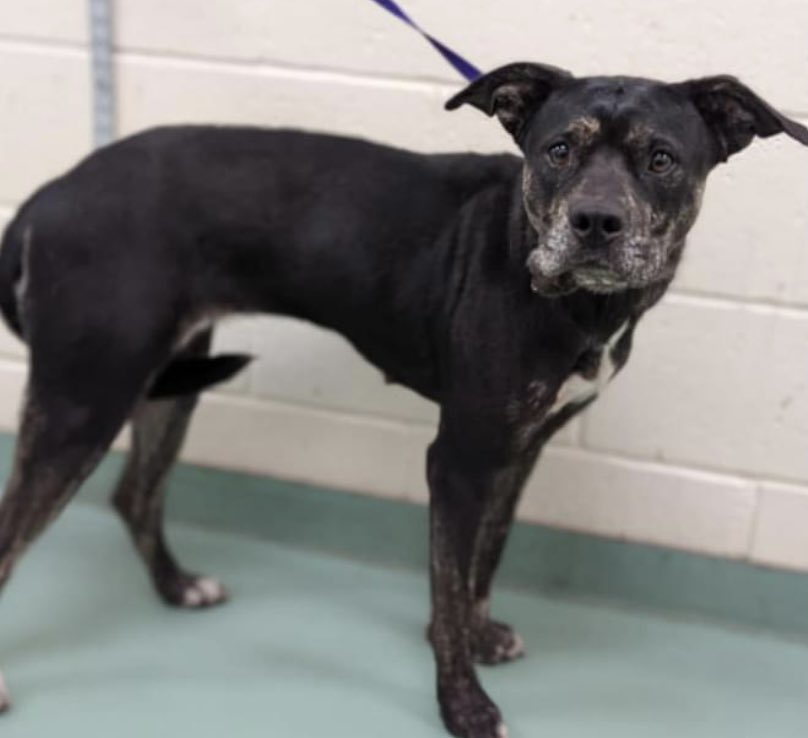 reddogsusie tweet picture