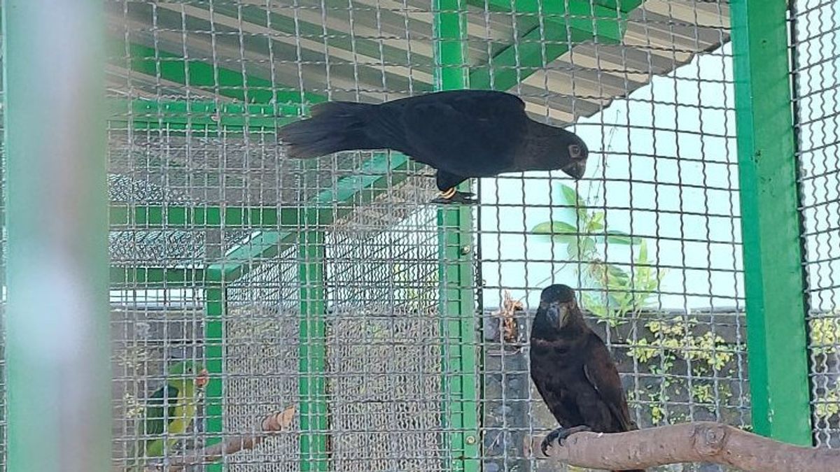 Sebanyak 14 satwa liar, yakni delapan ekor jenis burung merupakan hasil kegiatan penyerahan dan pengamanan peredaran TSL Ilegal yang terjadi di wilayah kerja Balai KSDA Jakarta dan saat ini proses penegakan hukumnya telah selesai (inkrah) yang ditangani oleh Polda Metro Jaya.