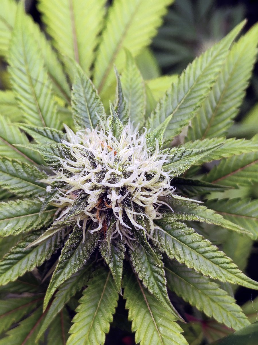 DarknessTHC's tweet photo. Empezando 5n semana #PurplePunch #Gelato33 #2y2
#Marshydro #FC4800 #Mmemberville #marijuanas #cannabis #kush #pot #StonerFam #growyouown #dope https://t.co/pfUN1LBEGi