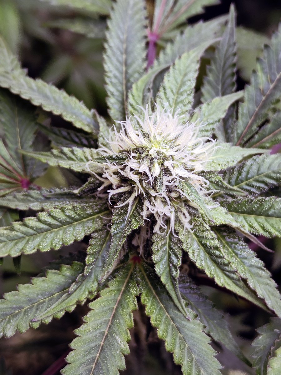 DarknessTHC's tweet photo. Empezando 5n semana #PurplePunch #Gelato33 #2y2
#Marshydro #FC4800 #Mmemberville #marijuanas #cannabis #kush #pot #StonerFam #growyouown #dope https://t.co/pfUN1LBEGi