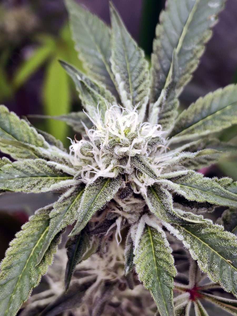 DarknessTHC's tweet photo. Empezando 5n semana #PurplePunch #Gelato33 #2y2
#Marshydro #FC4800 #Mmemberville #marijuanas #cannabis #kush #pot #StonerFam #growyouown #dope https://t.co/pfUN1LBEGi
