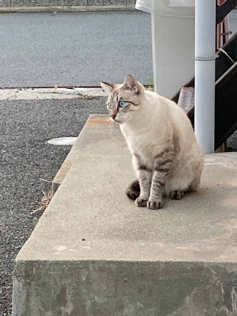 タグ シャムトラ の注目ツイート メガとんトラック