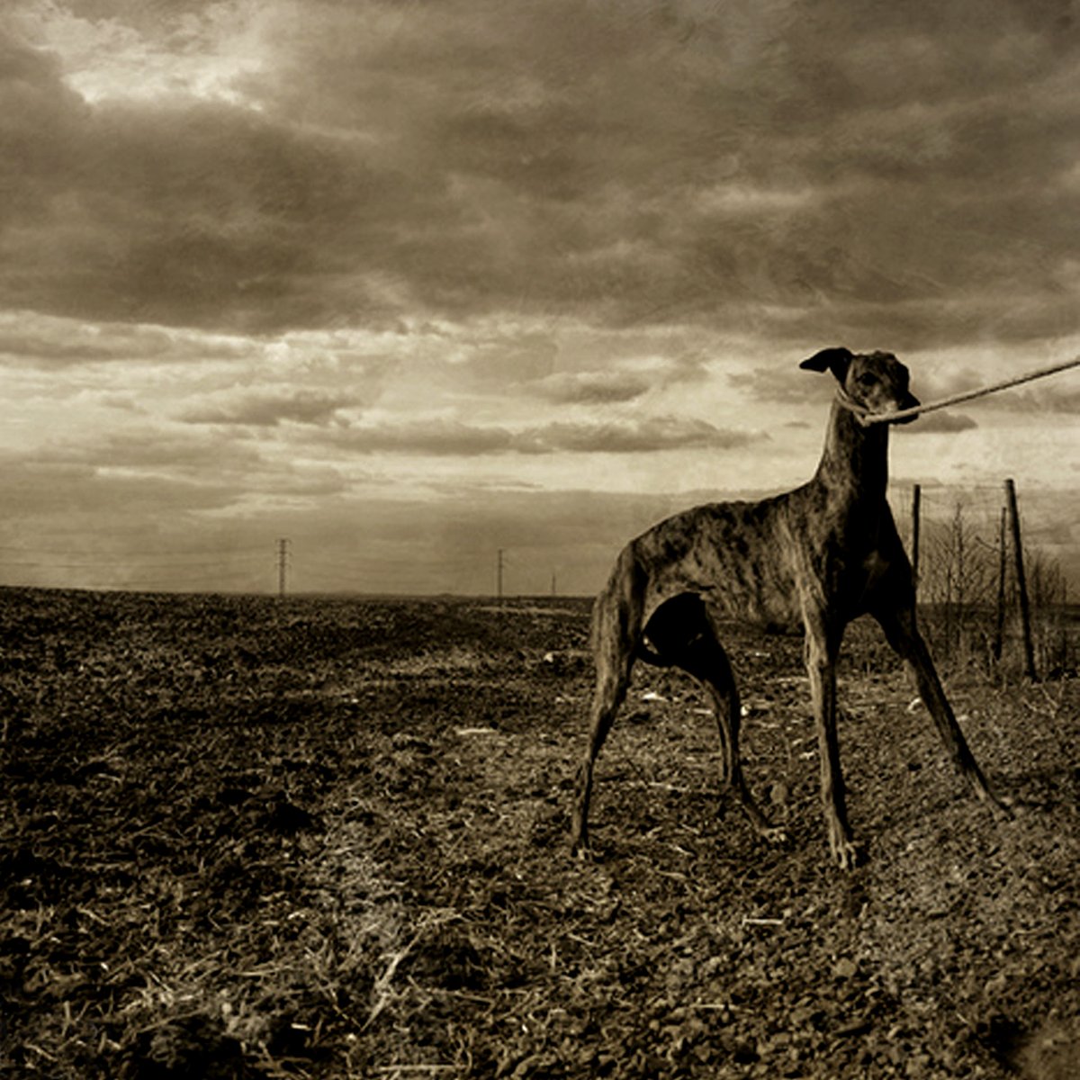 SanAntitaurino's tweet photo. Si en vez de correr camina
A ese perro le espera la encina
#PSOENiUnSoloPerroAtras
@sanchezcastejon @PSOE @apoyoamarlaska https://t.co/jhn1Y7nnzU
