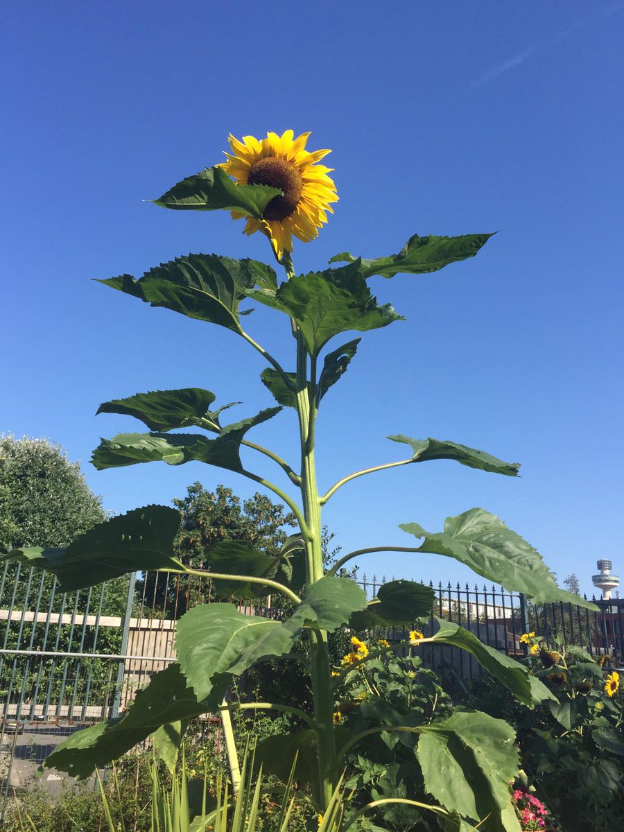 Join us tommorow at #RootsintheCity Community Garden for #Nature4Health gardening and lunch...
🕙10-1
📍@StMichaelinL1 Upper Pitt St L1 5BD 🤗 

#GreatBigGreenWeek

@livfoodgrowers @TheCCoalition @TWT_NOW @goodfoodlpool @LiveWellLpool @merseyforest @DefraGovUK @HeritageFundUK