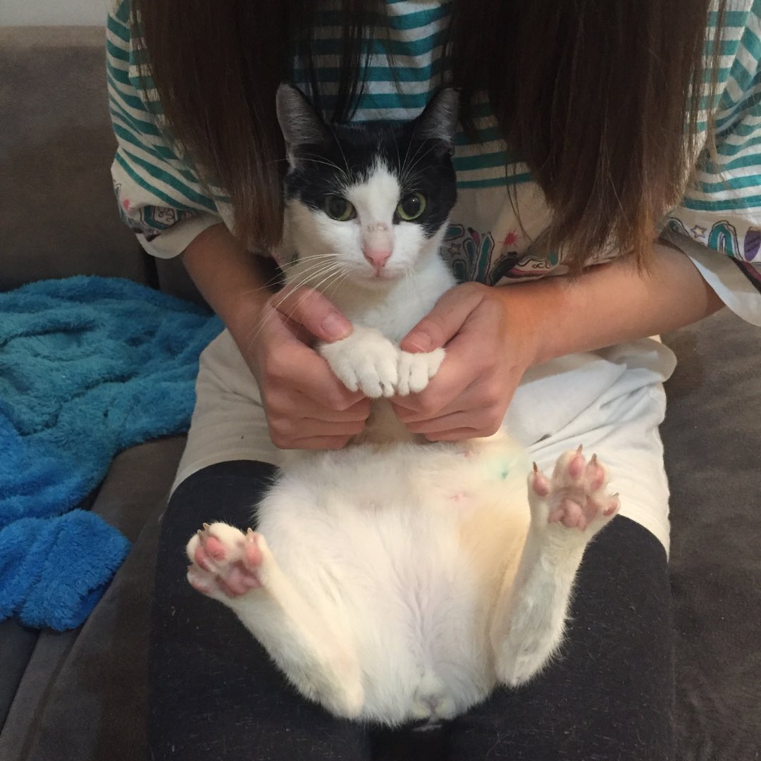 7 bebeğiyle sokağa atılmıştı,yavrular yuvalandı.Hürmüz kısırlaştı,iç-dış parazit aşısını oldu.10 aylık çok sevecen, insan delisi bir kız.Sokakta bir gün bile yapamayacak kadar narin.Yuva buluruz bence🥺İstanbul/Diğer şehirlere araç ayarlarım.RT  <a href="/SuziOnline_blog/">SuziOnline</a> <a href="/Tosbikkedisi/">Tosbik</a>