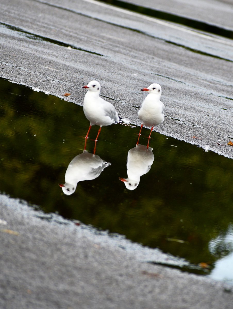 GaskinCheryl's tweet photo. A reflective Mondayโฆ๐ค
@ThePhotoHour @StormHour @theroyalparks @WildLondon @SallyWeather @ChrisPage90 @Natures_Voice @surreylive #bushypark #gulls #birdsofafeather #puddlepics #Reflections #ukpicoftheday https://t.co/A8dO6FAV5B