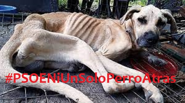 TODOS UNIDOS POR UNA LEY JUSTA QUE NO EXCLUYA A NINGUN ANIMAL POR RAZA O CONDICION
#PSOENiUnSoloPerroAtras
<a href="/PSOE/">PSOE</a> 
<a href="/sanchezcasrejon/">Pedro Sánchez, Presidente del Gobierno ___ PARODIA</a> 
<a href="/gpscongreso/">PSOE Congreso</a>