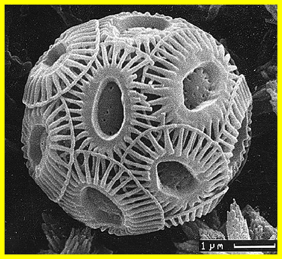 The #phytoplankton Emiliania huxleyi produces compounds that help #WHOI scientists estimate past sea surface #temperatures and track  #carbon through the ocean. Find out more about the #marine #algae-#climate connection!  bit.ly/3DmuIgX  #MicroscopyMonday #SmallButMighty