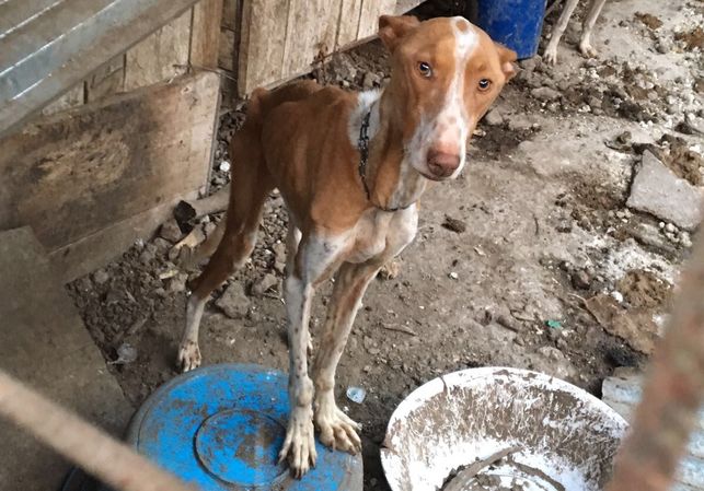 El mismo partido que modificó el Código Civil para que los animales fuesen considerados seres sensibles presenta una enmienda para excluir a los perros de caza de la ley de protección. ¿No les avergüenza engañar a la ciudadanía, <a href="/PSOE/">PSOE</a>, <a href="/sanchezcastejon/">Pedro Sánchez</a>? #PSOENiUnSoloPerroAtras