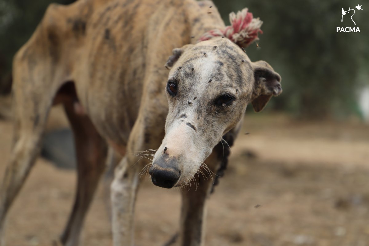PartidoPACMA's tweet photo. La caza es una actividad violenta que condena a una vida terrible a miles de perros. Muchos son abandonados, desechados, o ejecutados cuando ya no sirven.

¿Van a dejarles aún más desprotegidos, @sanchezcastejon, @patxilopez? ¡Retiren la enmienda! #PSOENiUnSoloPerroAtras https://t.co/wAqZ63JNdH