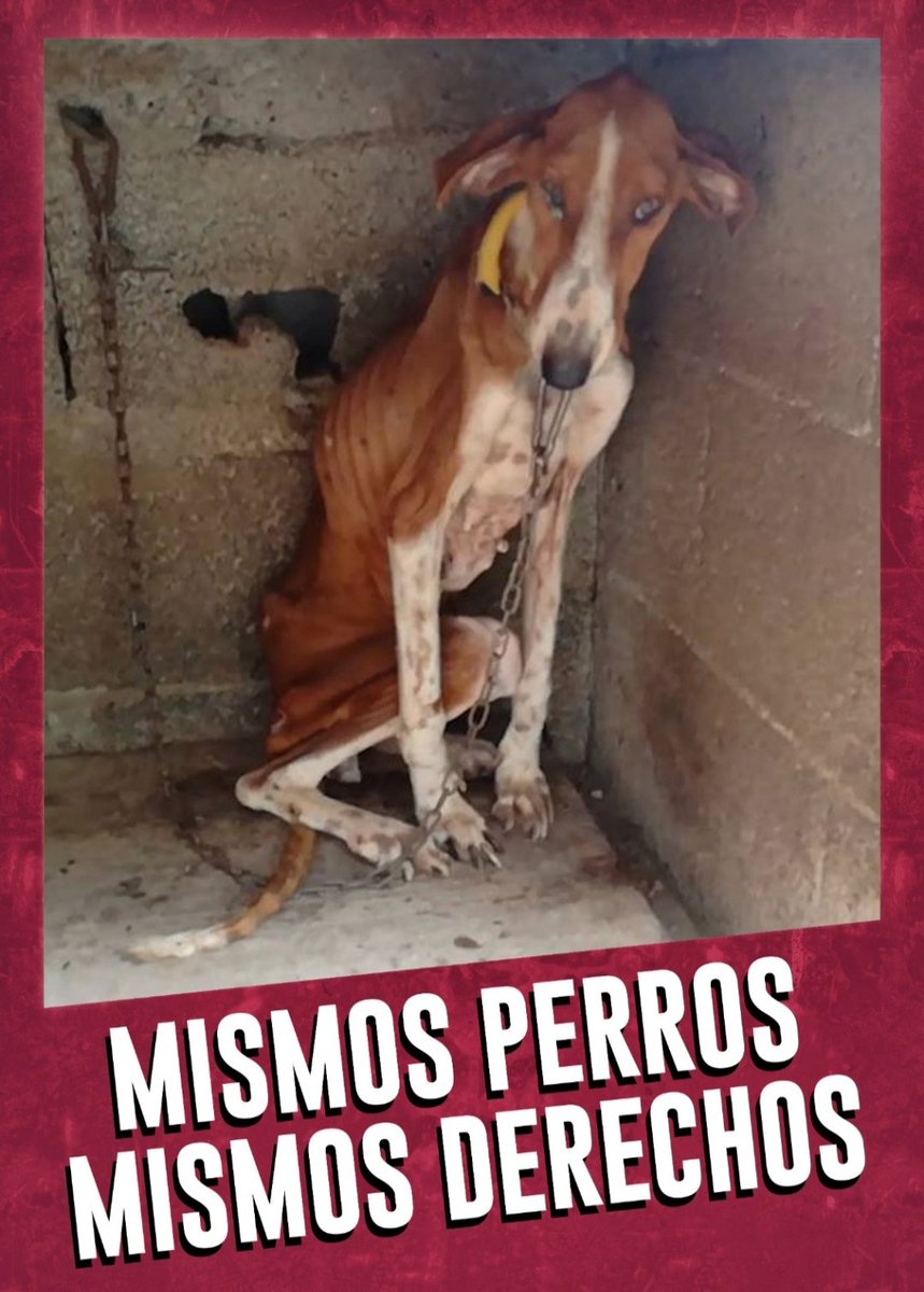CorazonesFelino's tweet photo. La ley de Protección Animal debe ser aprobada sin ninguna excepción. Los perros utilizados en la caza deben tener los mismos derechos.
No a la enmienda del @psoe que excluye a los perros de caza.
#PSOENiUnSoloPerroAtras
@sanchezcastejon  @gpscongreso https://t.co/Om4Cfbf8iE