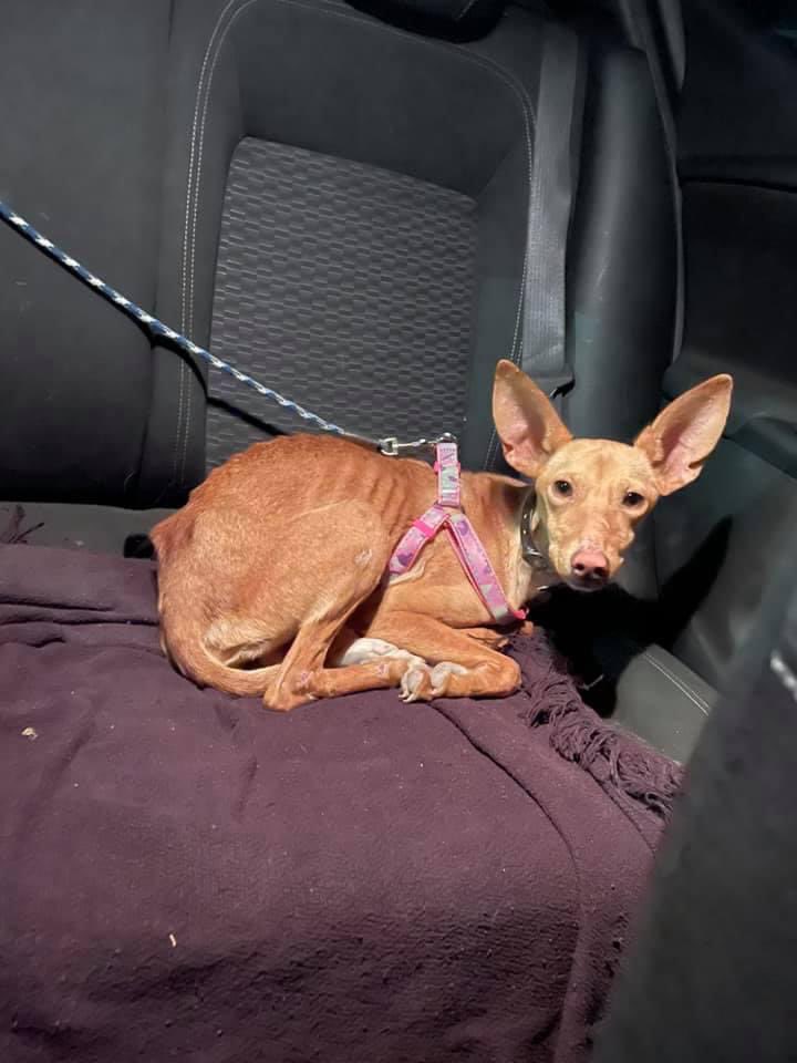 huelladejaen's tweet photo. Los que más lo necesitan no pueden quedarse desprotegidos…
Podencos
Galgos
Bretones 
Perros de presa 
Son fotos reales de nuestros perros que rescatamos y ayudamos…
#PSOENiUnSoloPerroAtras @PSOE @sanchezcastejon @gpscongreso  hazlo por ellos… por darles voz, ayúdenlos! 🐾 https://t.co/5rDlZMaX1i