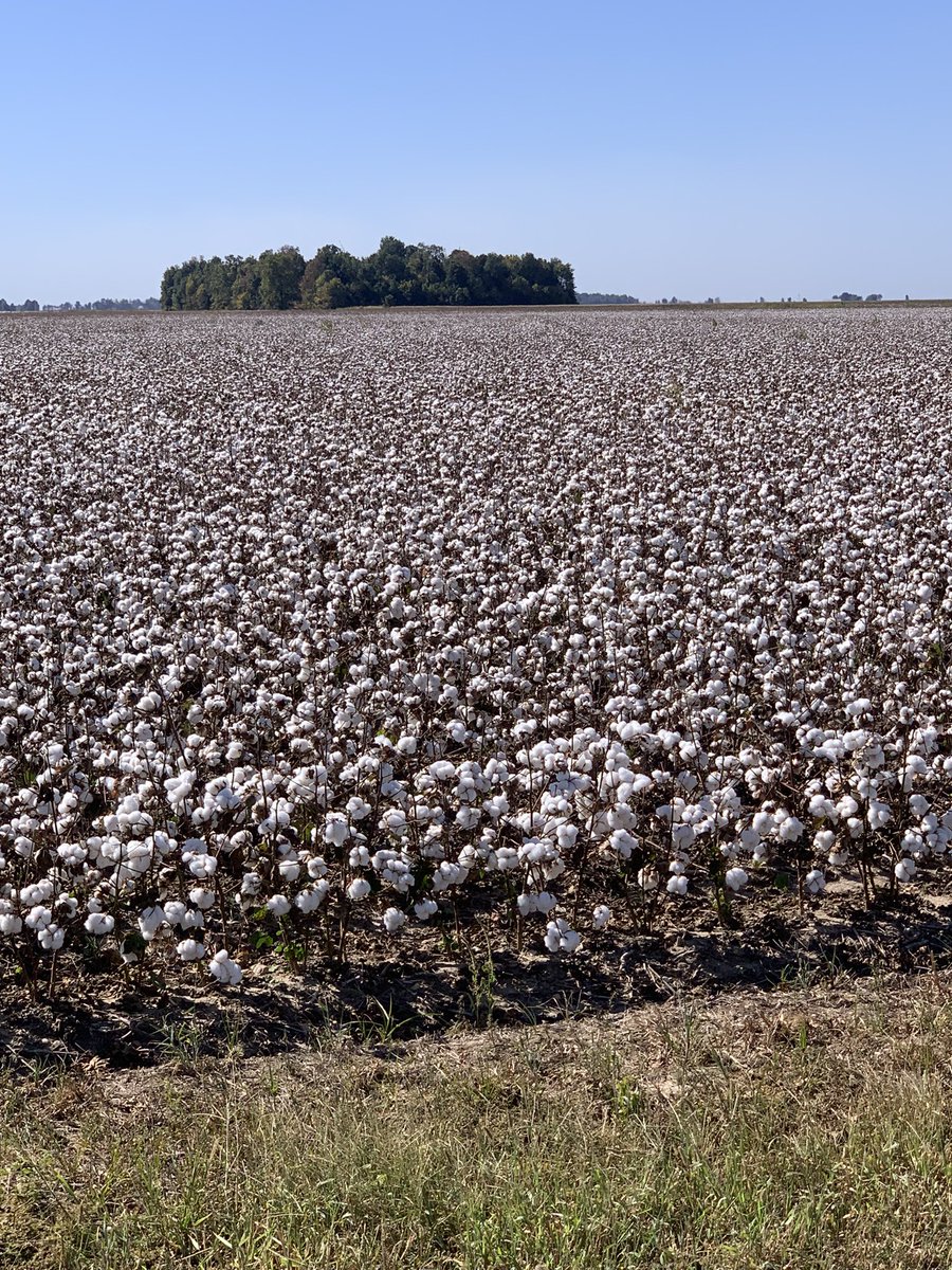 larryhelm4's tweet photo. Cotton ready in Southeast Missouri! @sfsagro @Southern_FS https://t.co/FbKbGzMNGl