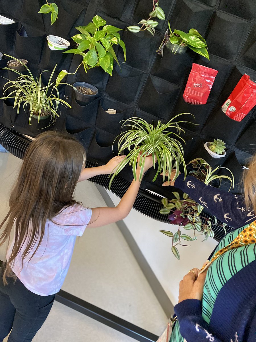 katiewbarber's tweet image. After researching and adopting plants, these GT 5th grade students @MountHollyNews are adding their plants to the Living Wall.  They recognize the benefits of nature! #rocksolid @RockHillSchools
