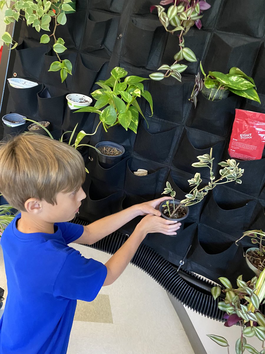 katiewbarber's tweet image. After researching and adopting plants, these GT 5th grade students @MountHollyNews are adding their plants to the Living Wall.  They recognize the benefits of nature! #rocksolid @RockHillSchools