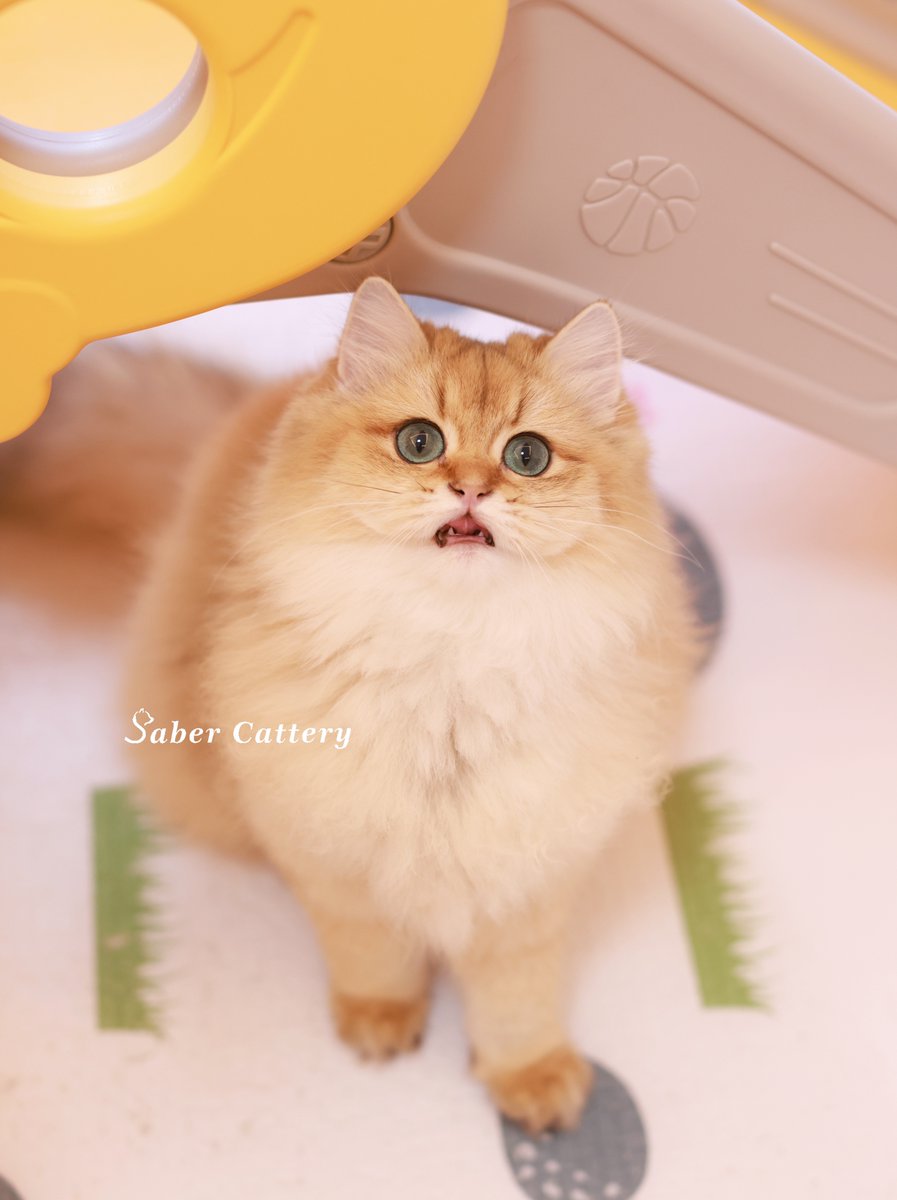 CatterySaber's tweet photo. A beautiful girl. Not for sale.
Her name is ShiLiuye.#ny11 
#britishcat #britishlonghair #britishlonghaircat #goldenbritishcat #CatsofTwittter #CatsOnTwitter #AnimalKingdom #KittensOfTwitter #kitten #cattery #金渐层 #猫耳スバル #猫咪社区  #猫のいる幸せ https://t.co/IBkoBTrvn1