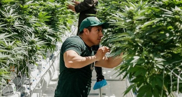 MMJ_Daily's tweet photo. #PureSunfarms places No.17 on ranking of Canada's Top Growing Companies @PureSunfarms
https://t.co/BNq1CSOCJW https://t.co/jmy1LCJC6O