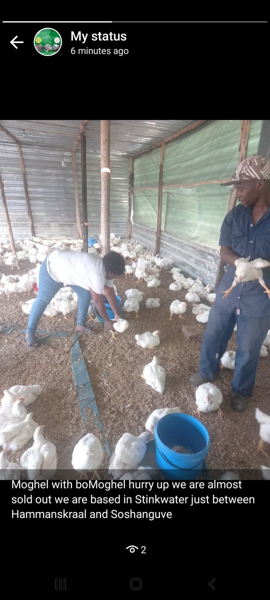 EllenMokau's tweet photo. Moghel with boMoghel hurry up we are almost sold out we are based in Stinkwater just between Hammanskraal and Soshanguve stockprice at R55 for 10 and above whatsapp 065 869 0467 for orders #chickenfarming #chickensales https://t.co/QBtUizr14m