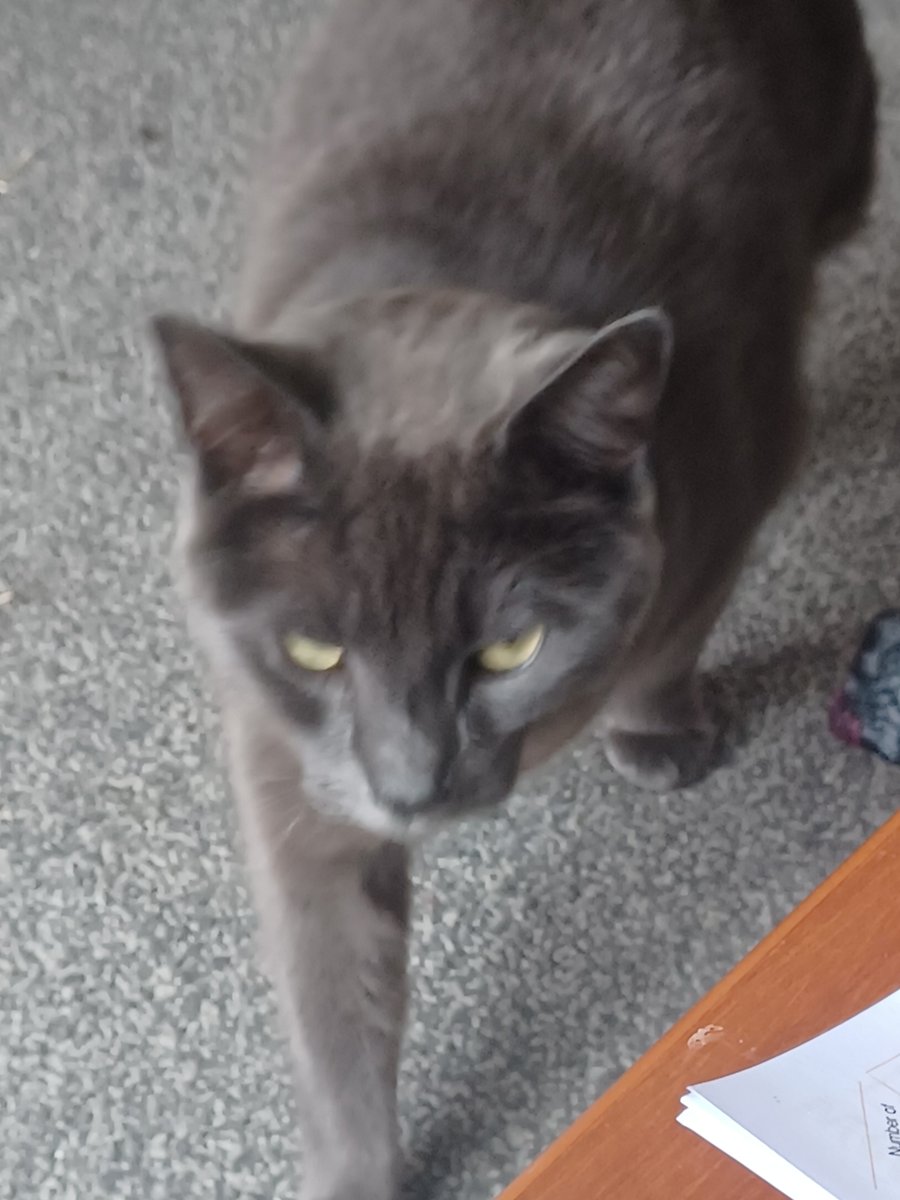 melon5573's tweet image. Egg the three leg cat