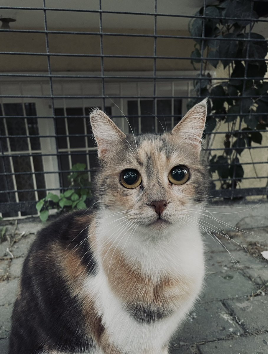 Kocaman gözlü güzel bir kedi buldum.