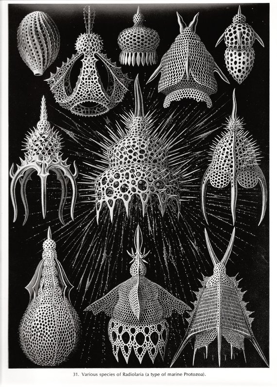 mildly obsessed with ernst haeckel's microbes, animals and plants 