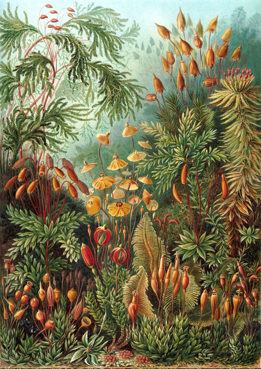 mildly obsessed with ernst haeckel's microbes, animals and plants 