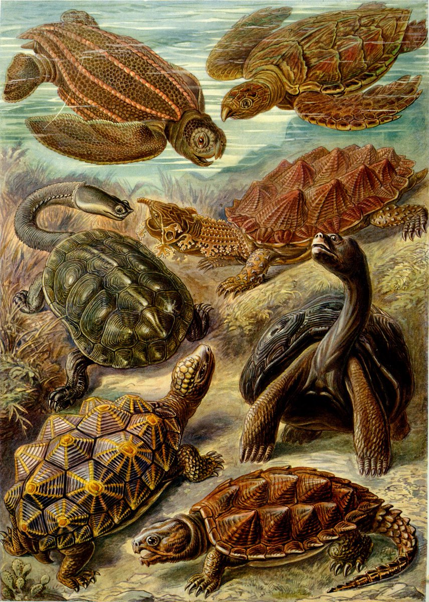 mildly obsessed with ernst haeckel's microbes, animals and plants 