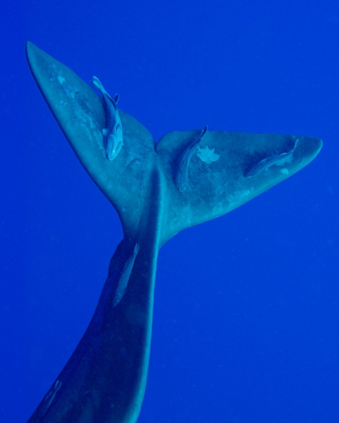 Bryant_Austin_'s tweet image. The &quot;Beautiful Whale&quot; collection continues to rollout on @theartsuite. All of the NFTs are 1/1. They are also available as physical prints editioned to 20 ea. Each NFT offers a 10% discount on the prints which sell for as much as 16,500USD. More at tinyurl.com/4ttz45tm