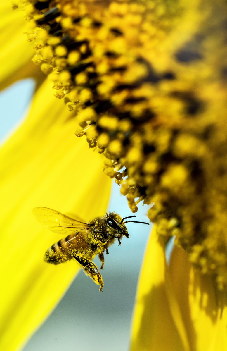 Did you know that bees have been around for 120 million years? 🐝

They have evolved and changed to adapt to every circumstance. This inspires us at Beehive Broadband to be the same way. Offering YOU technology that’ll stand the test of time is what we strive to do!