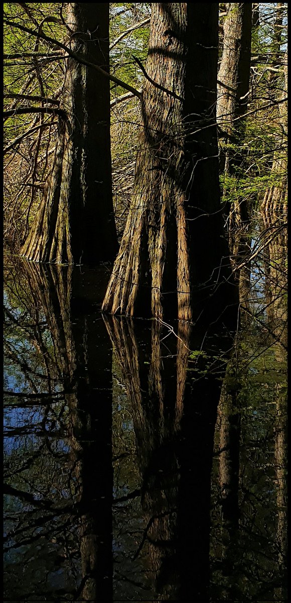 hottriggeredkiwi (@hottriggered) on Twitter photo Wetland Offering
textural fluting
fish n feathers haven
low light highlight
stillwater
silence
reflections
click to
open
portrait
fully
#wetland
#swampcypress
#thicktrunktuesday
<a href="/TreesThatCount/">π³ Trees That Count π³</a>
<a href="/TreesPics/">Trees</a>
<a href="/friends_trees/">Friends of Trees</a>
#worldseast
#Te_Aroha #NewZealand
(C) #hottriggeredkiwi Wetland Offering
textural fluting
fish n feathers haven
low light highlight
stillwater
silence
reflections
click to
open
portrait
fully
#wetland
#swampcypress
#thicktrunktuesday
<a href="/TreesThatCount/">π³ Trees That Count π³</a>
<a href="/TreesPics/">Trees</a>
<a href="/friends_trees/">Friends of Trees</a>
#worldseast
#Te_Aroha #NewZealand
(C) #hottriggeredkiwi