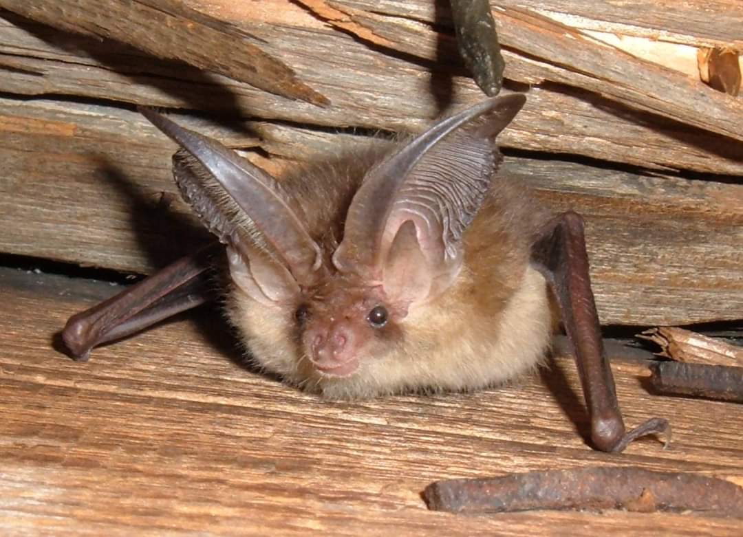 TragusTraining's tweet photo. #BitesizeBats is back! Our popular series of 5, 2-hr #workshops returns on 3/10. Covering all the basics of #batwork (& more!), suitable for both #ecologists & #batgroup members.
“It was very complete – definitely worth every penny”
E: tragustraining@gmail.com
#lovebats #bats https://t.co/eDJgn27Fnv