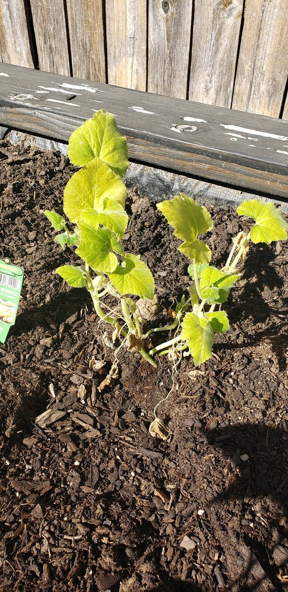 YakSmash's tweet photo. So now that I'm a homeowner I'm living my dream of having a garden but suck at gardening. Can someone help me tell what my Zucchini needs? It was flowering and then they all shriveled up.  I have 2 Zucchini, 1 squash, and 1 jalapeno in a raised bed. #blackthumb #planthelp #garden https://t.co/8JSuPrkHoZ