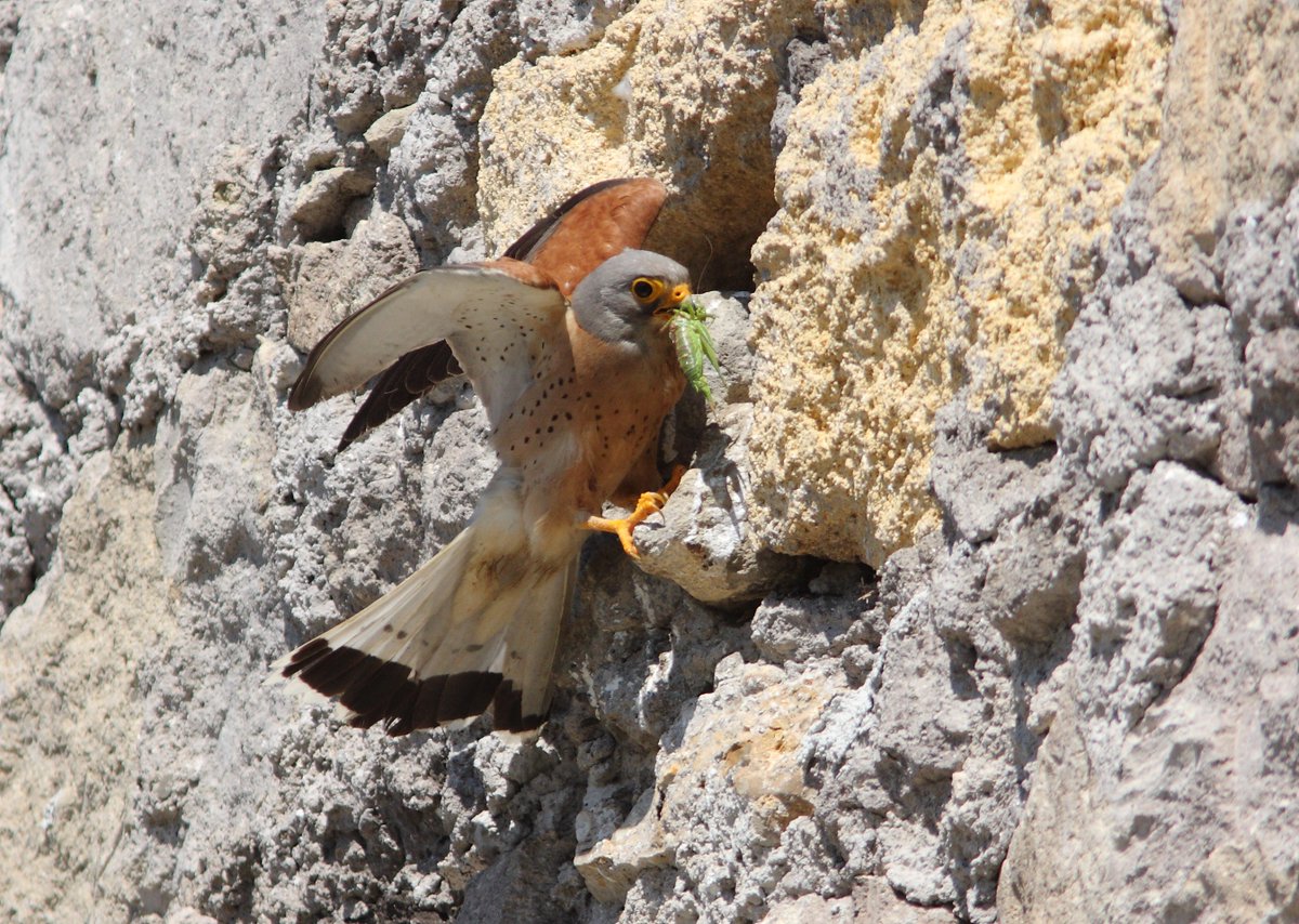 Samuele_Ramellini (@s_ramellini) on Twitter photo Ever wondered whether #lesserkestrels are faithful to the same supermarket (aka #foraging area)? Then read our new paper in #Animal #Behaviour. Free access for the next 30 days at: authors.elsevier.com/a/1fooo_4tk-tAF
<a href="/AnimBehSociety/">Animal Behavior Society</a> @asab_tweets
#ornithology #Matera Ever wondered whether #lesserkestrels are faithful to the same supermarket (aka #foraging area)? Then read our new paper in #Animal #Behaviour. Free access for the next 30 days at: authors.elsevier.com/a/1fooo_4tk-tAF
<a href="/AnimBehSociety/">Animal Behavior Society</a> @asab_tweets
#ornithology #Matera