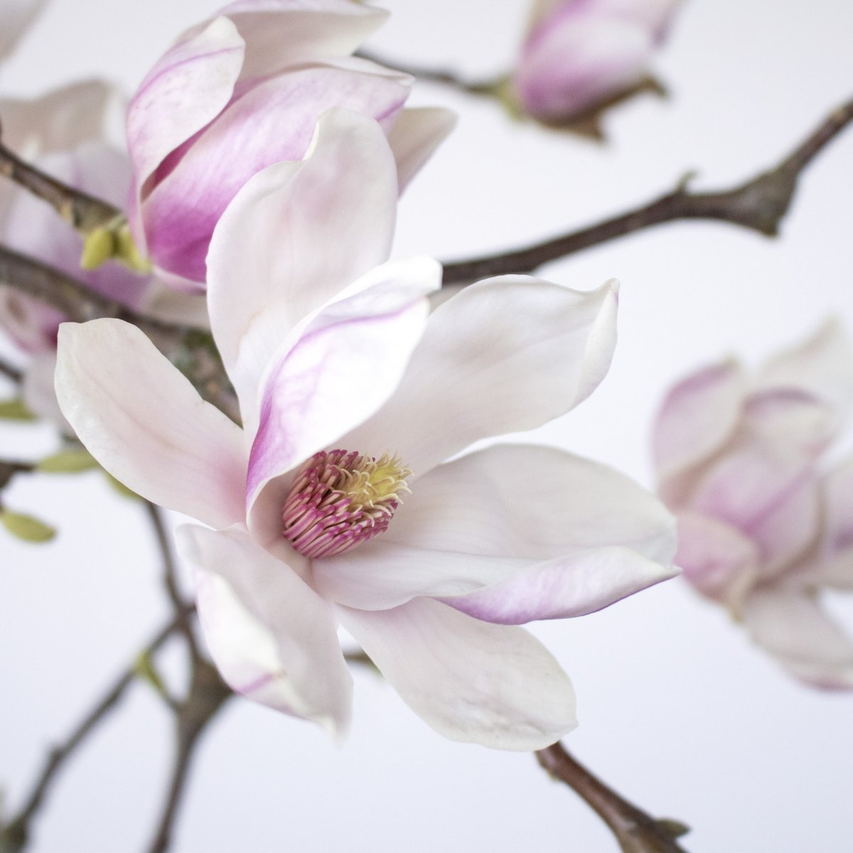 PRODUCT SPOTLIGHT

We have branches in lots of fun varieties! Choose from favorites such as Curly Willow Branches or Olive Leaf Branches.

What do you think? Branches with berries or branches with leaves? 🧐
bit.ly/3ShUfw3