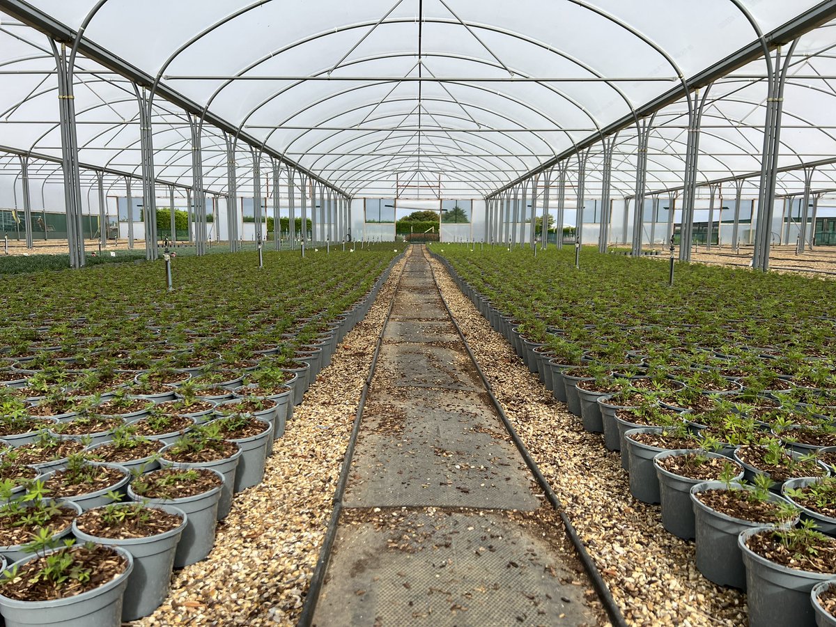 11,000 3 litre Lupins potted and put down Friday. 
5 colours available for late February / March deliveries. 

#ukgrown #perennials #lupins #flowers #gardencentres #britishgrown
