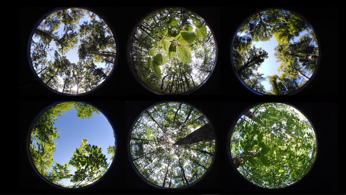 #FestivalCNRS | @UMR_EDYSAN proposera l'atelier 'A l'ombre des arbres...', une véritable immersion dans la fraicheur du microclimat forestier, afin de déterminer l'influence des #arbres sur le #climat, la faune et la flore ! 🌲🌳 #FDS2022