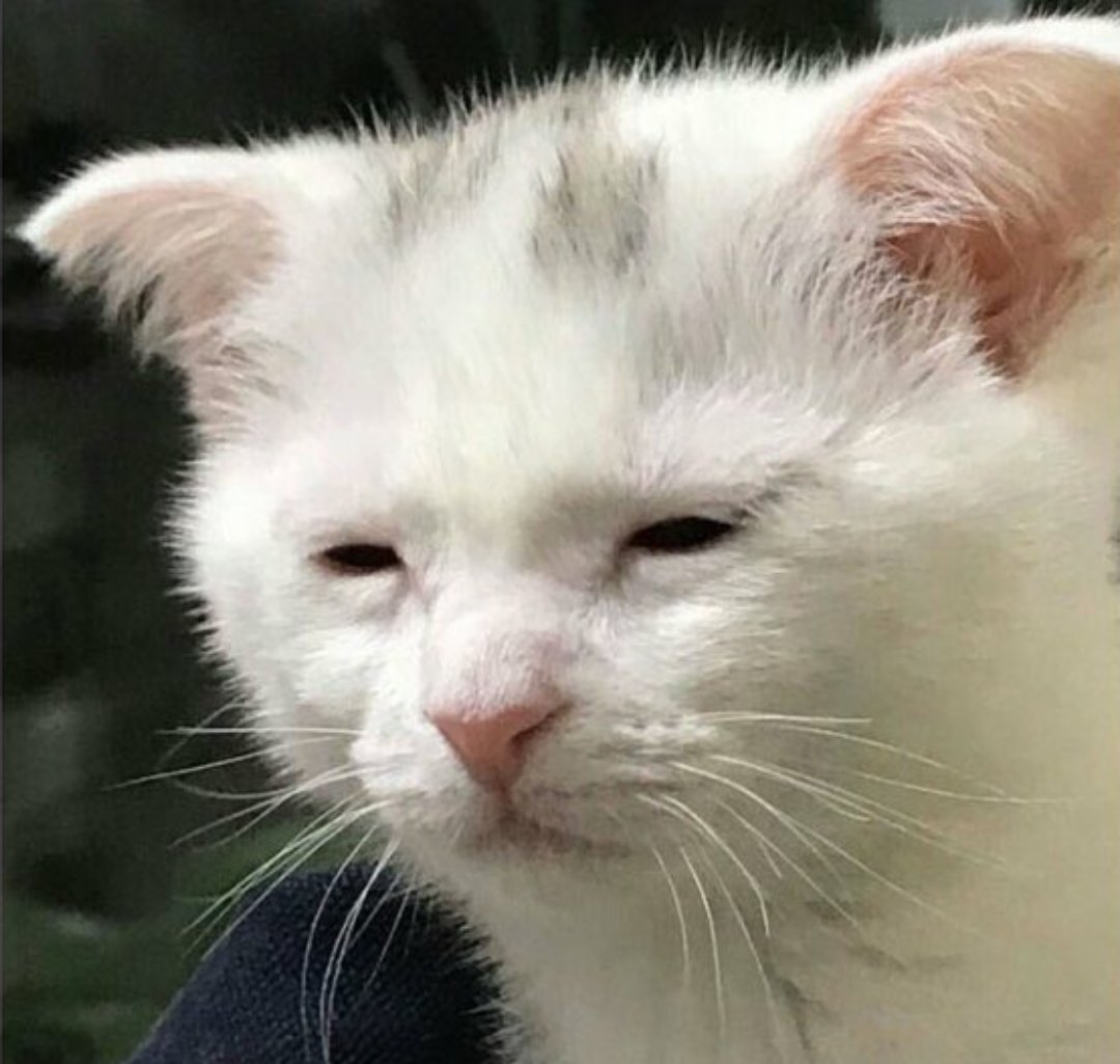 ProjectFatzilla's tweet image. เป็นไข้ครับพึ่งฟื้น ช่วงนี้ขอพักงานก่อนนะฮ่ะ เดะอาทิตย์หน้าเดะมาอวดงาน Custom อันแรก แต่ตอนนี้...ขอพักไปบรรทมก่อนนะฮะ