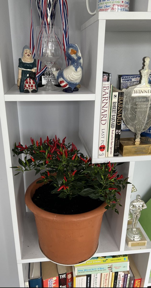 Is this taking my brand promotion too far … great to be back <a href="/PepperMoneyUK/">Pepper Money UK</a> and of course it gives me the chance to show off one of my many pepper plants … I knew I’d grown it for a reason…. 🌶🌶