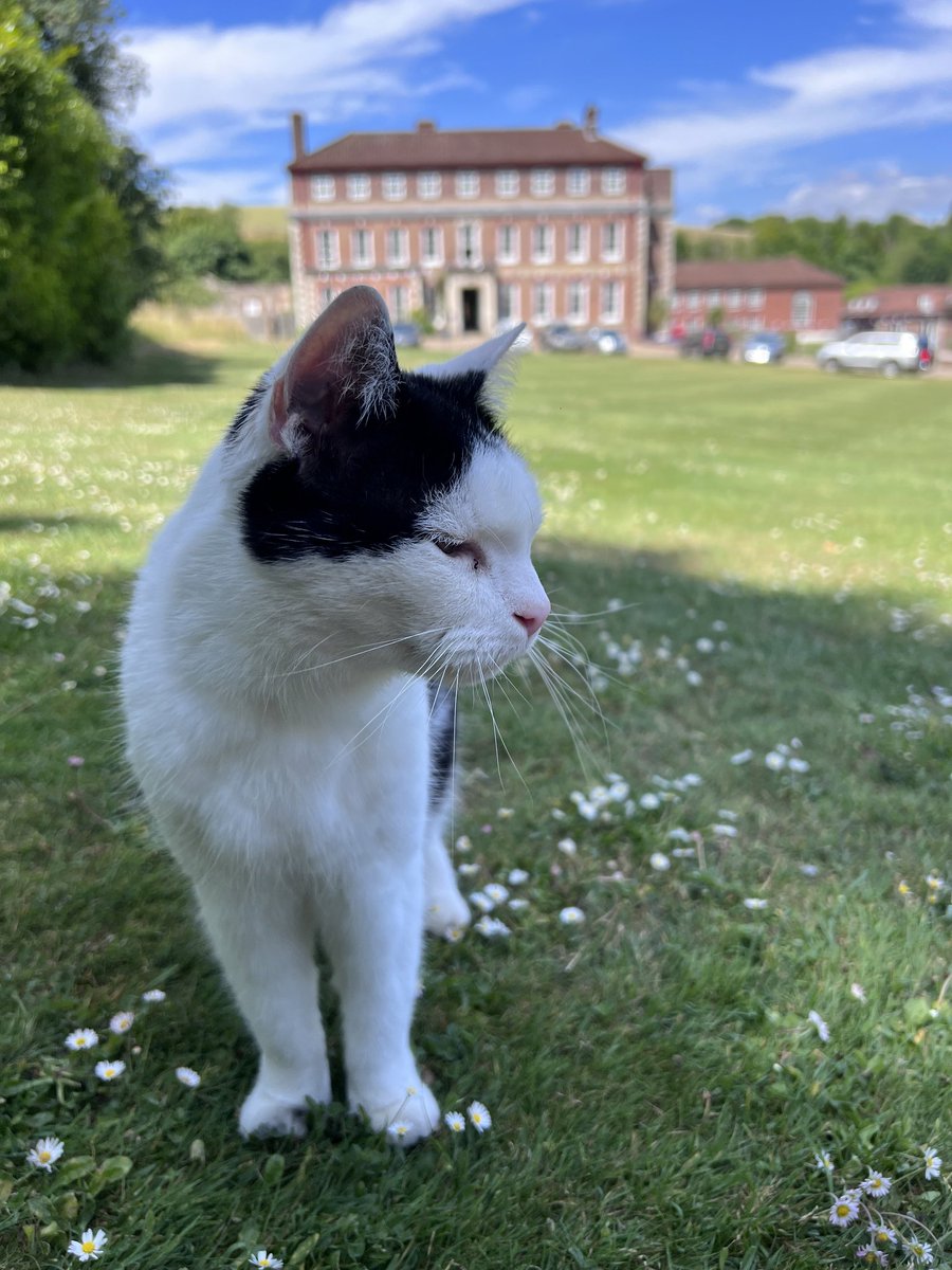 Mutley The Head Cat tweet media