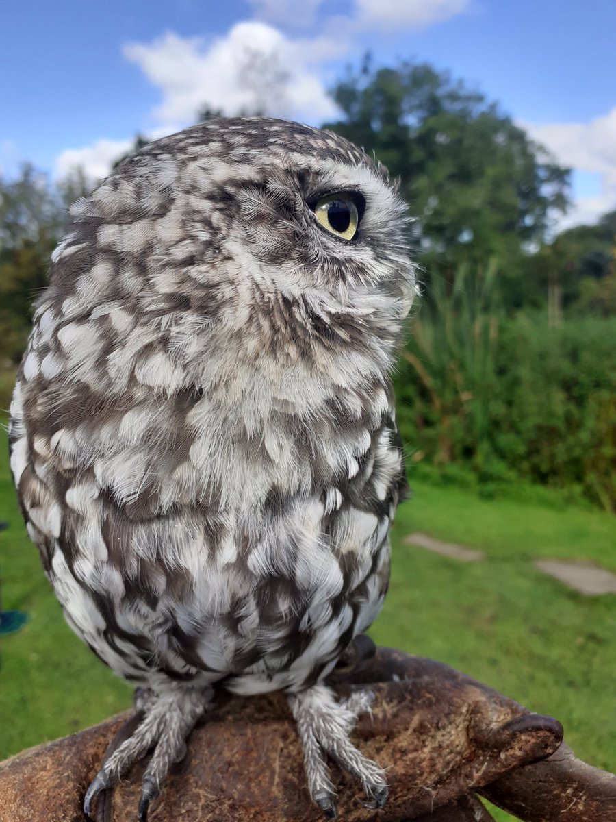 Kintailbop's tweet photo. Digger “Little Owl” enjoying the sun this morning.  #lochawe #lochawefalconry #lochawefalconryexperience #falconrylochawe #littleowl #owlsofinstagram #thingstodooban #thingstodoargyll #argyllfalconry https://t.co/ce6a8A8ufb