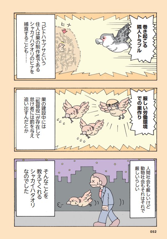 9月29日発売の書籍
『かわいいマイナーアニマルずかん』より抜粋したアニマル、どでかい巣を作るシャカイハタオリ!
この本ではこんな感じで色んなアニマルを紹介しています。
https://t.co/f8iY1mrFNa https://t.co/iqrVdKgat3 