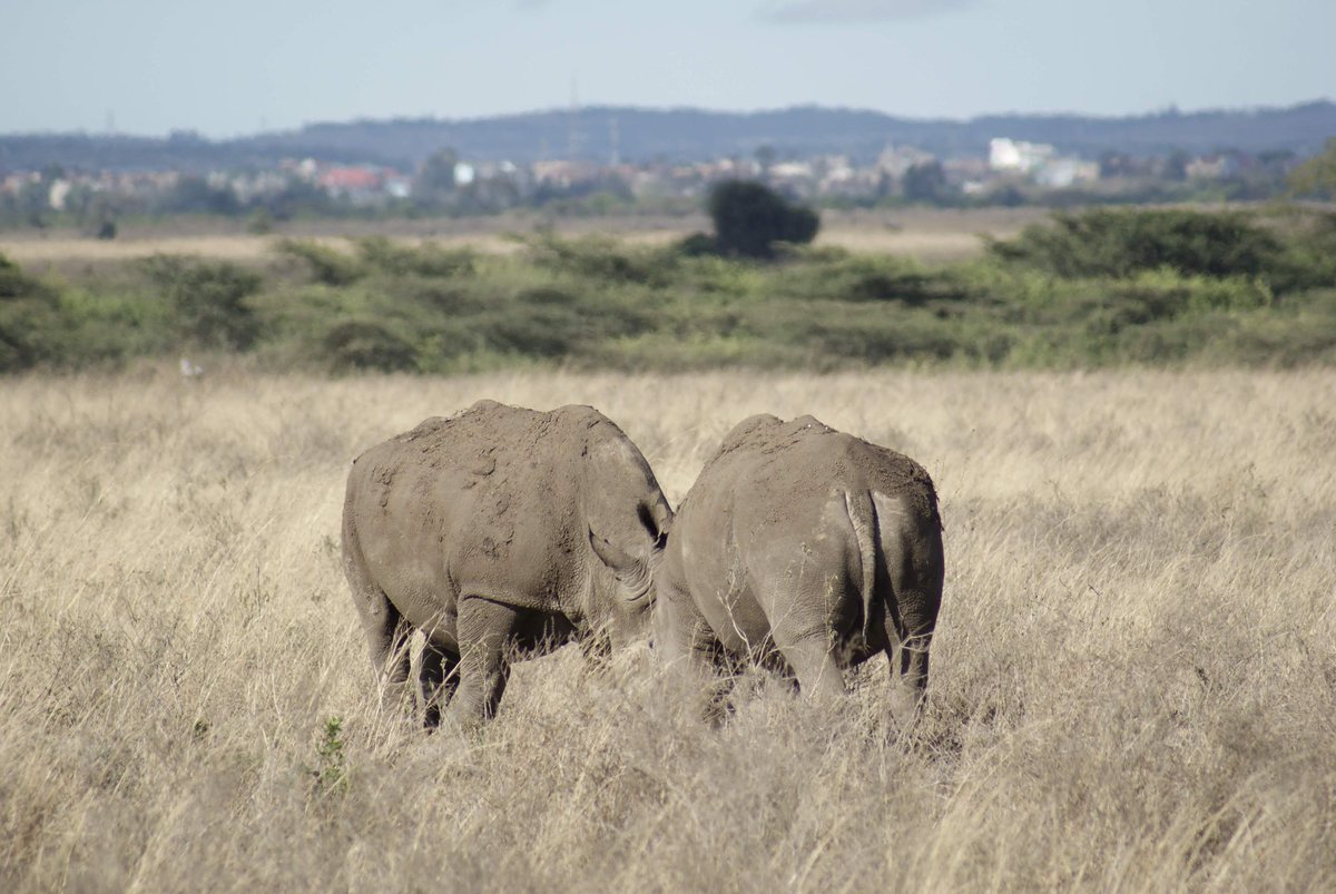 GPrimeAdventure's tweet photo. Happy clients at Nairobi national park.

#Goldenprimeadventures
#Nikon 
#Canon 
#nairobinationalpark 
#rhino 
#TembeaKenya 
#magical 
#Twitter https://t.co/fqwAFnMITq
