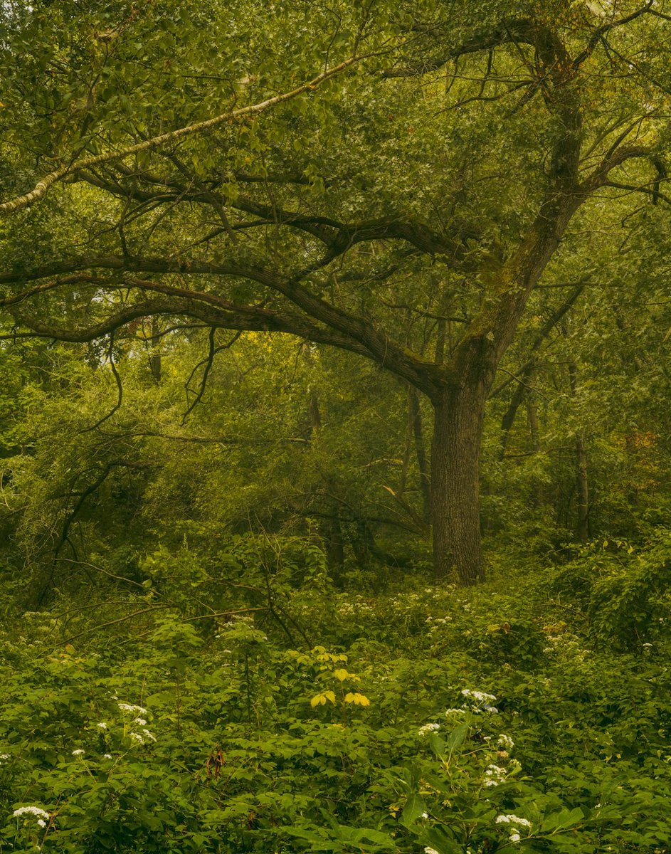 BillShepardPho1's tweet photo. Slowly fall color is creeping in, the greens are getting lighter, and small pockets of color are starting to emerge. #Tree #Forest #Green #Tranquility #Nature #Outdoors #fortheloveofbranches #fortheloveofadventure #fortheloveof_photography #raw_trees https://t.co/iH1yGKs6BO