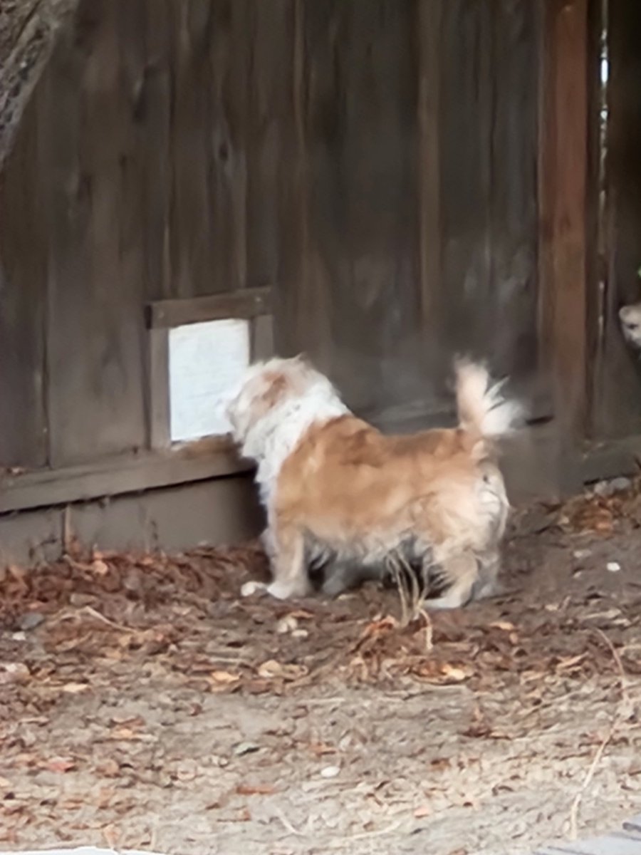 Patty yesterday at 1 of the dog windows we had put into the fence. They love them! We started out with just wire but dogs from outside would try to rip it off (owners encourage their dogs to bark at ours) so we added Plexiglass https://t.co/A4HrEjCAQ9