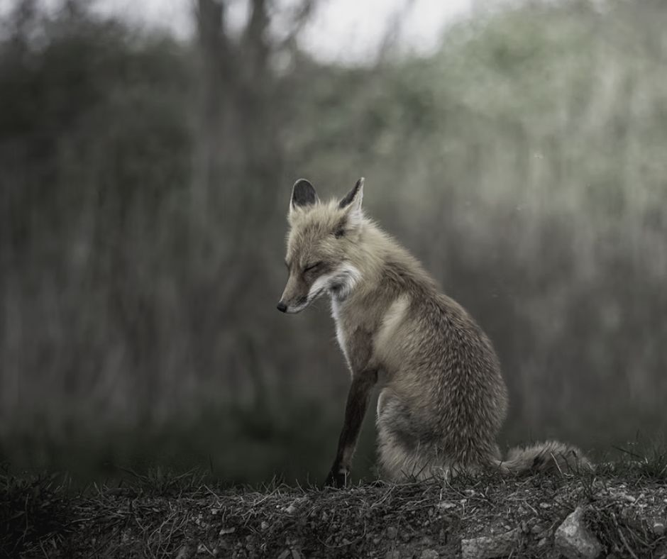 The Mammal Society is extremely concerned at the news that vital protections for nature may be weakened.

We are in a climate &amp; biodiversity emergency and urgent action is needed to reverse biodiversity loss in Britain - not regressive action to remove that protection 1/2