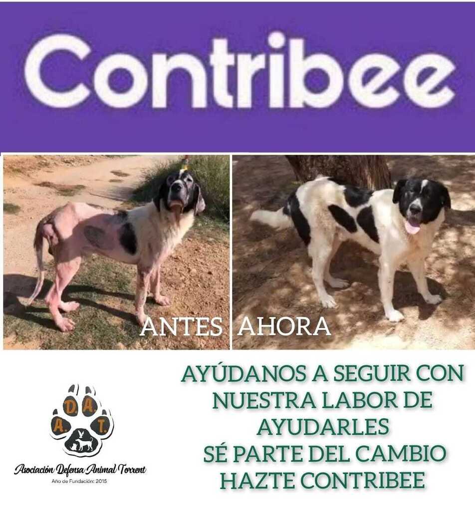 AsociacionADAT's tweet photo. ¿ Y tú eres de los/as nuestros/as ? Sé parte del cambio en la vida de tantos animales que lo necesitan. ¿ Quieres donar mensualmente ? ¿ De modo ocasional ? Tú escoges. 2€, 3€, 5€, 10€... Lo que tú quieras. Ellos te necesitan. Nosotros/as te necesitamos.

Hazte Contribee… https://t.co/dlvOsA4C17