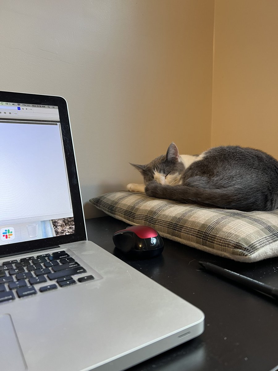 Cat approves of the new desk setup