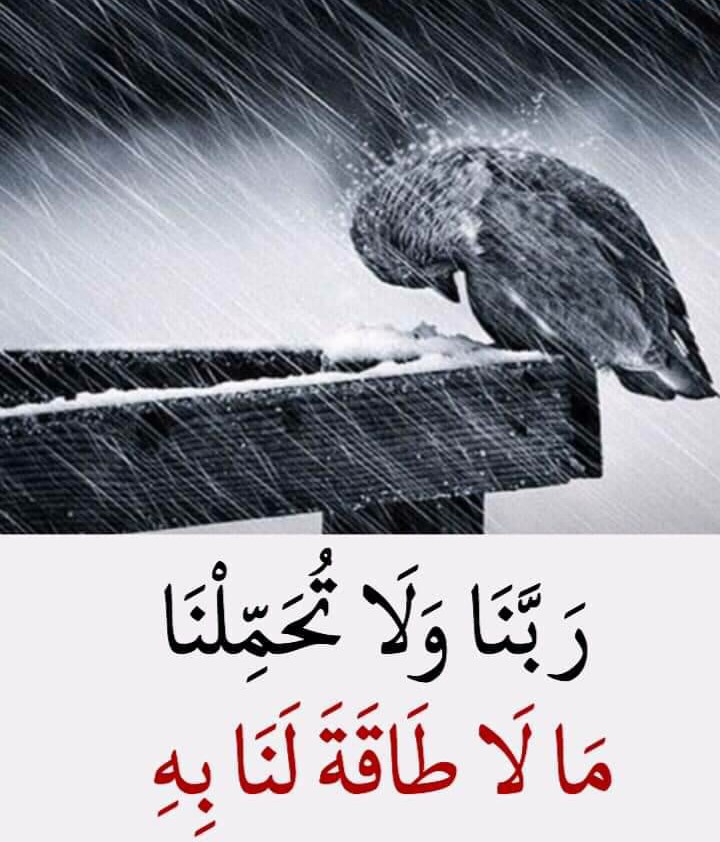 Mohamed Abdelwahed (@mohamed44564162) on Twitter photo 
